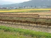 DSCN1603.jpg